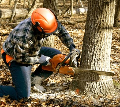Tree Removal in Taloga, OK
